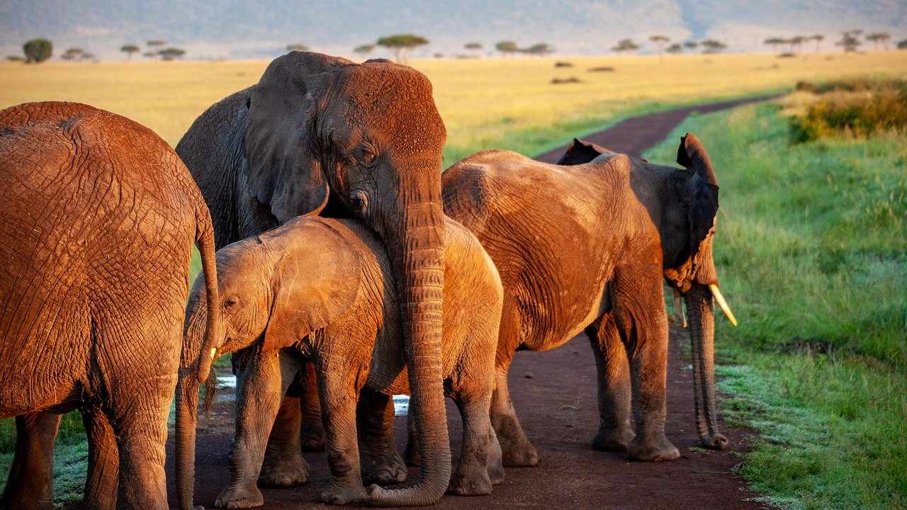 Ruaha National Park